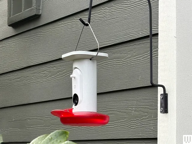 Image may contain: Bird Feeder